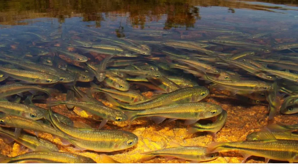 Peixe lambari