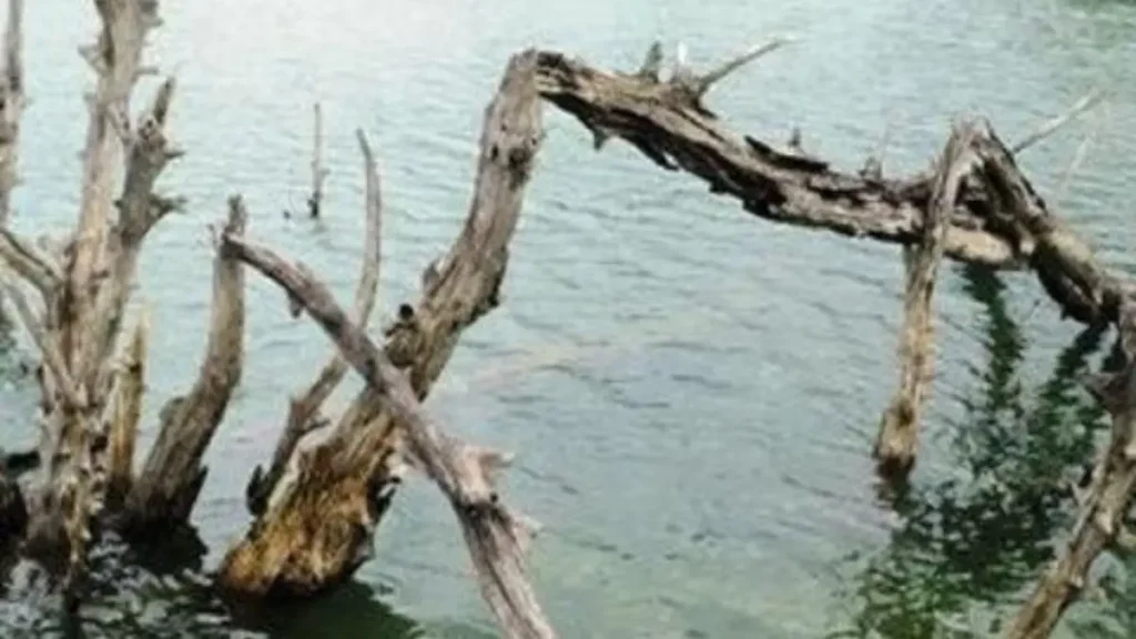 Como pescar em água quente e baixa oxigenação sem perder produtividade? 3 Estruturas submersas e áreas profundas utilizadas por peixes em dias quentes