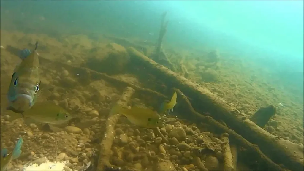 O peixe "invisível" que ajuda a limpar os rios da Amazônia e mantém o equilíbrio do ecossistema. 3 Biofilme em rochas submersas sendo consumido por pequeno peixe amazônico.