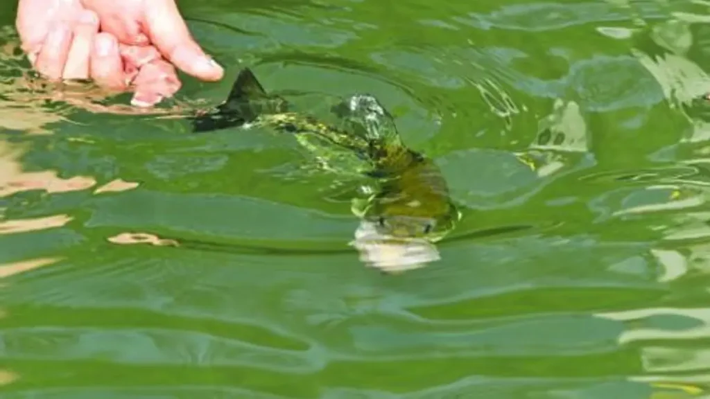 Os 8 Mandamentos do pesqueiro: regras de ouro para pescar melhor. 5 Devolução cuidadosa de um peixe à água durante prática de pesca esportiva.