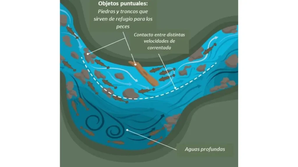 Como capturar peixes em rios com correnteza forte e mais eficiência? 2 Como capturar peixes em rios com correnteza forte.