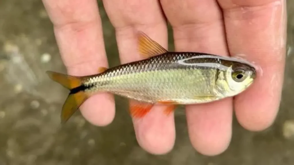 Sardinha de água doce existe? Conheça as espécies do Brasil. 2 Sardinha de água doce existe?