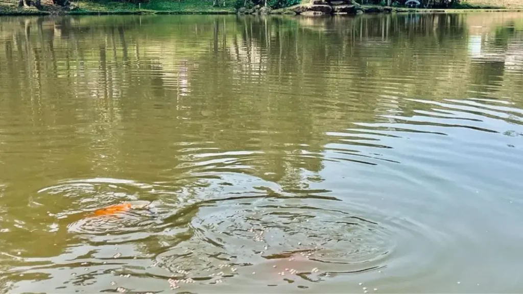 Os 8 Mandamentos do pesqueiro: regras de ouro para pescar melhor. 4 Superfície de um pesqueiro mostrando sinais da atividade dos peixes durante a pescaria.