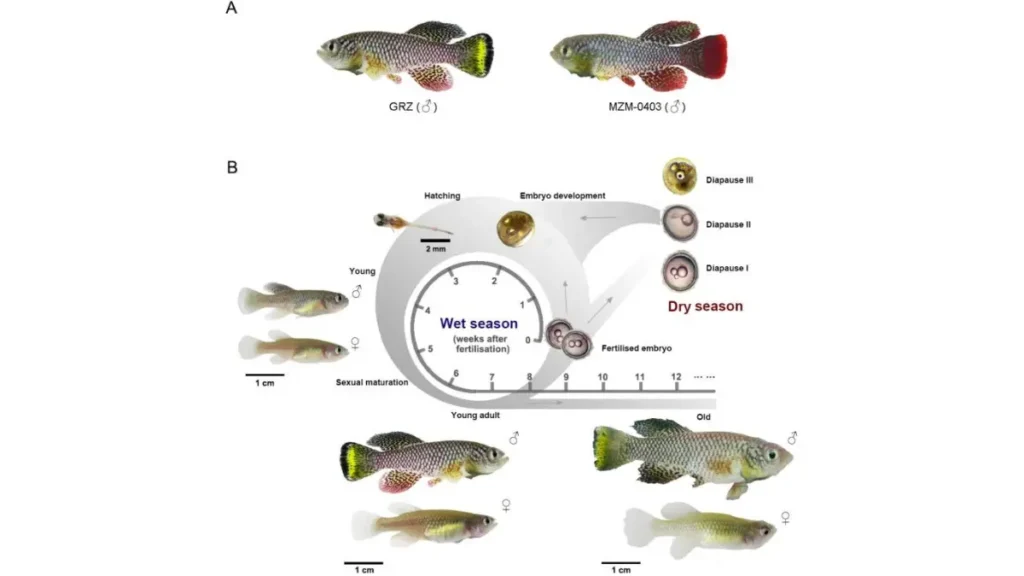 Peixe-das-nuvens do Pantanal: a espécie que desafia a própria natureza. 3 Representação do ciclo dos ovos do peixe-das-nuvens, permanecendo protegidos no solo seco durante o período de estiagem.