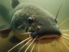 Peixe bagre gigante em rio brasileiro de água doce.