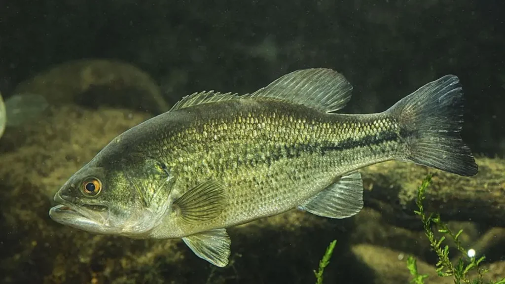 Black Bass (Micropterus salmoides) em água doce.