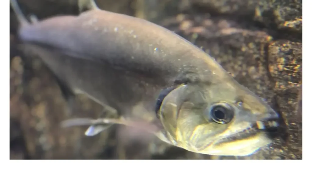 Peixe Cachorra