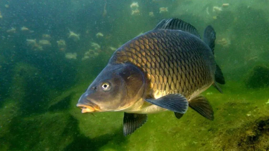 Peixe carpa de água doce em ambiente natural.