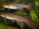 Peixe-das-nuvens em lagoa temporária do Pantanal durante o período de cheia, habitat onde novas espécies continuam sendo descobertas.