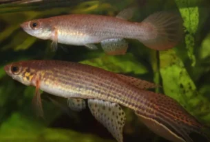 Peixe-das-nuvens em lagoa temporária do Pantanal durante o período de cheia, habitat onde novas espécies continuam sendo descobertas.