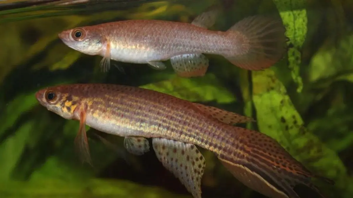 Peixe-das-nuvens em lagoa temporária do Pantanal durante o período de cheia, habitat onde novas espécies continuam sendo descobertas.