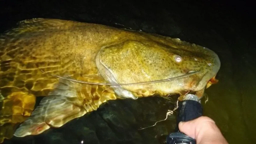 Peixes de couro em rios brasileiros: onde pescar e como se preparar. 2 Peixes de couro em rios brasileiros