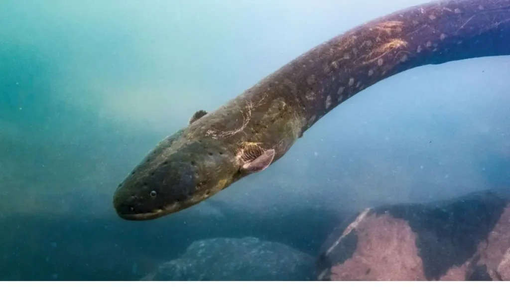 Peixes elétricos da Amazônia usam radar biológico para navegar no escuro.