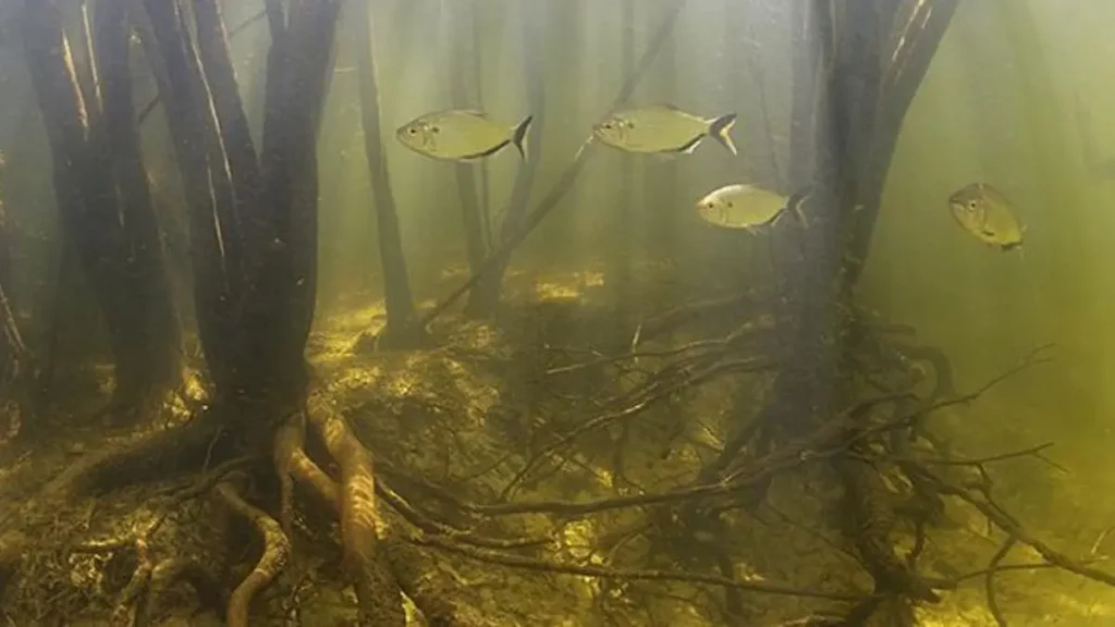 O peixe "invisível" que ajuda a limpar os rios da Amazônia e mantém o equilíbrio do ecossistema. 4 Peixe de água doce atuando como filtro natural nos rios da Amazônia.