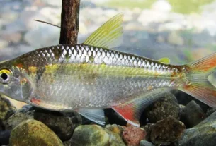 Lambari nadando em rio de água doce.