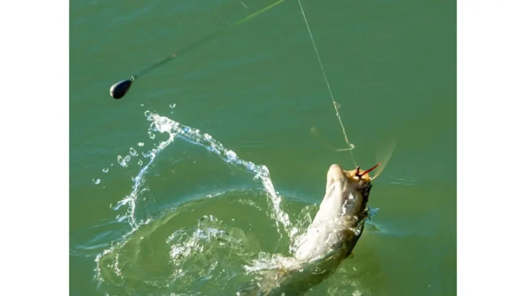 Como fazer peixes desconfiados voltarem a atacar a isca