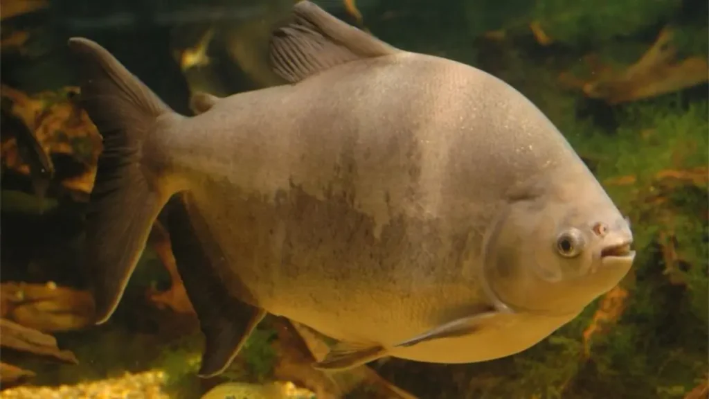 Peixe pacu em ambiente natural de água doce mostrando o corpo arredondado característico da espécie.