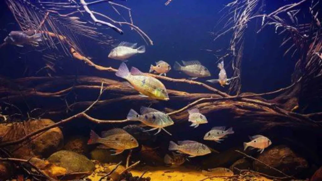 O peixe "invisível" que ajuda a limpar os rios da Amazônia e mantém o equilíbrio do ecossistema. 2 O peixe invisível que ajuda a limpar os rios da Amazônia.