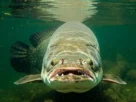 Pirarucu gigante em lago da Amazônia