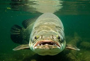 Pirarucu gigante em lago da Amazônia