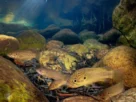 Peixe porquinho encontrado no Rio Paraná