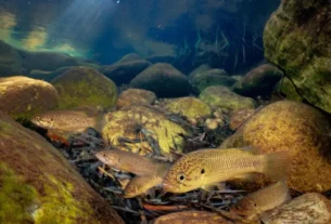 Peixe porquinho encontrado no Rio Paraná