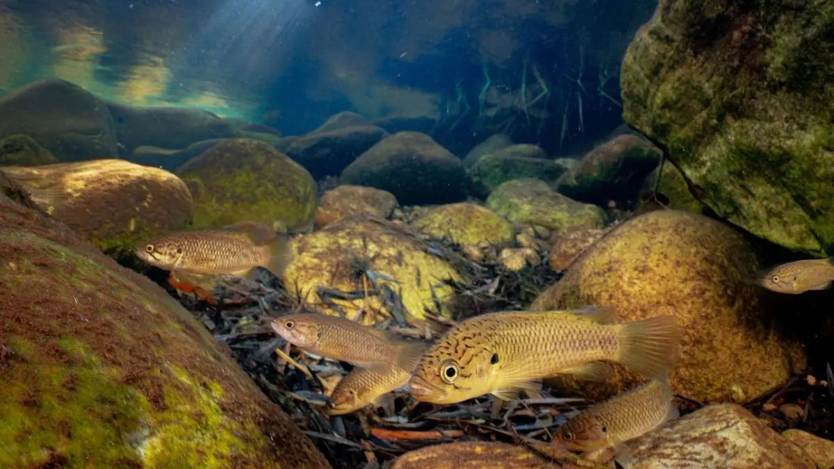 Peixe porquinho encontrado no Rio Paraná