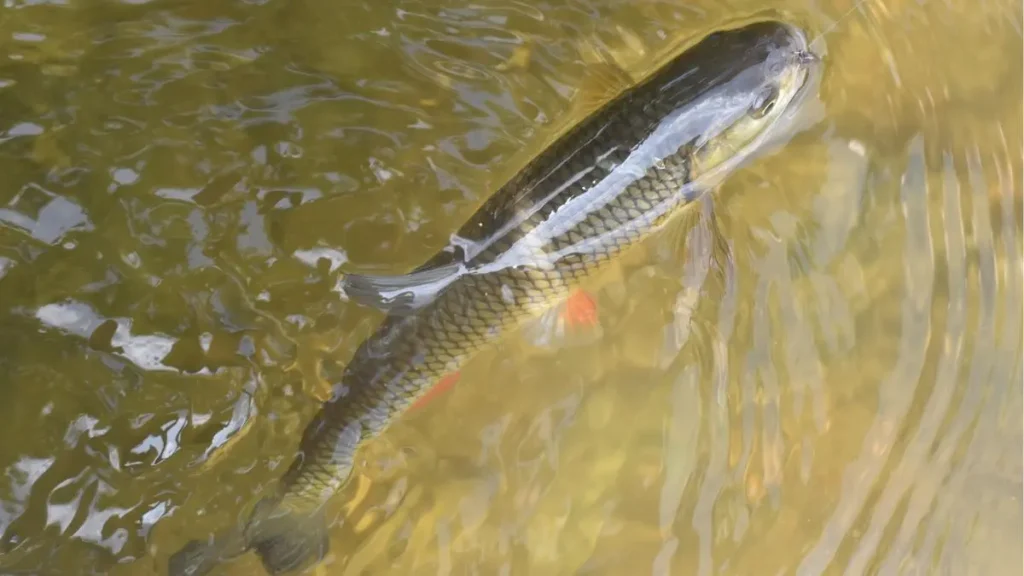 Sinais que indicam onde os peixes estão se alimentando na superfície