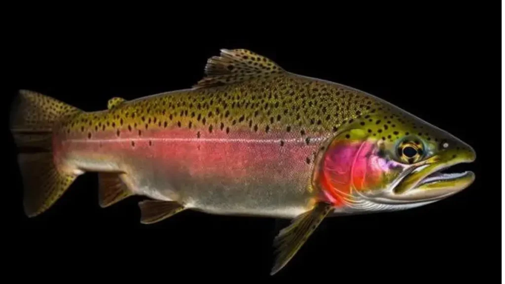 Peixe truta adulto em ambiente natural.