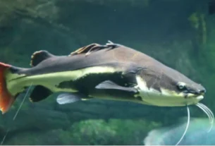 Grandes peixes de couro encontrados em rios brasileiros durante pesca esportiva.