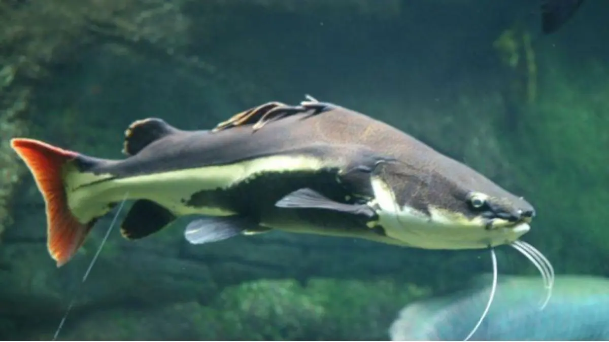 Grandes peixes de couro encontrados em rios brasileiros durante pesca esportiva.