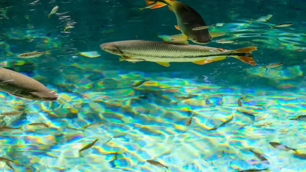 Como capturar peixes em rios com correnteza forte e mais eficiência? 3 Espécies de peixes de água doce encontradas em rios com correnteza forte durante a pesca esportiva.