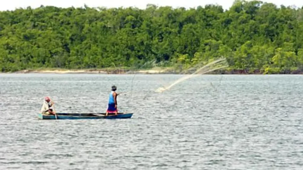 Curimatã: o peixe que ajuda a limpar os rios e fortalece os ecossistemas aquáticos. 4 Pesca artesanal de curimatã realizada em rio brasileiro utilizando técnicas tradicionais de captura.