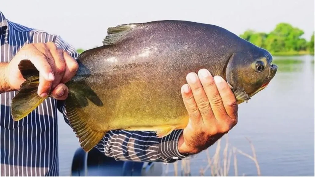 Pacu x Tambaqui diferenças