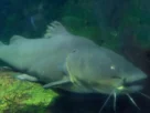 Exemplar gigante de jaú durante em rio brasileiro.