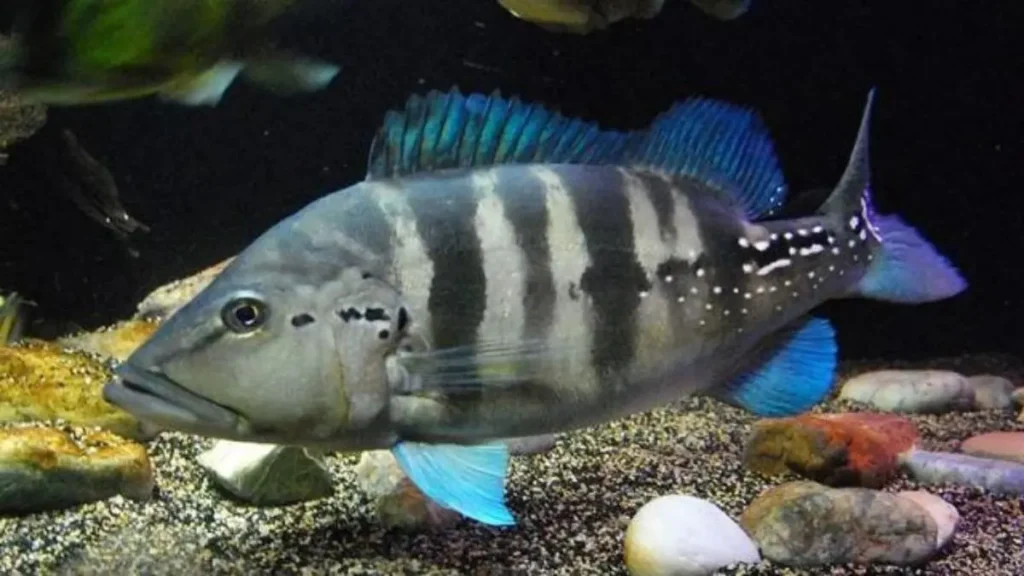 Tucunaré azul, açu e amarelo: diferenças na pesca e captura. 4 Captura esportiva de tucunaré azul