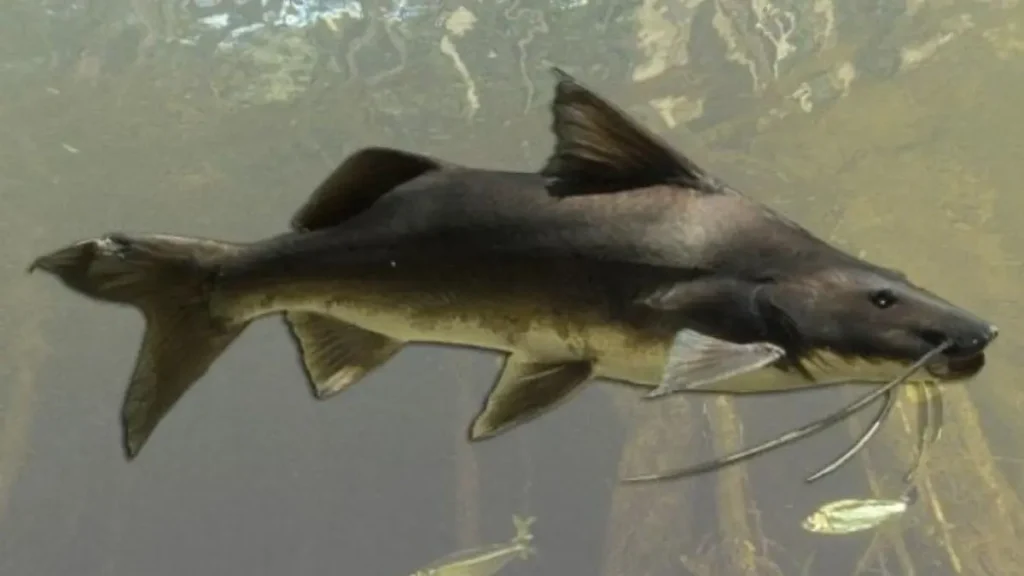 Piraíba gigante: onde encontrar o maior peixe de couro amazônico. 2 Piraíba gigante