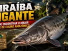 Piraíba gigante em rio amazônico destacando o maior peixe de couro da Amazônia durante a pesca esportiva.