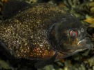 Piranha-preta nadando em ambiente natural da Bacia Amazônica.