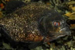 Piranha-preta nadando em ambiente natural da Bacia Amazônica.