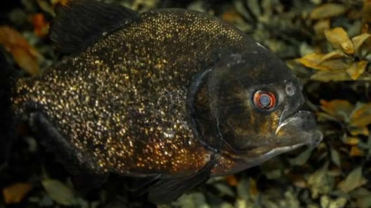 Piranha-preta nadando em ambiente natural da Bacia Amazônica.