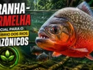 Piranha-vermelha desempenhando sua função ecológica nos rios amazônicos.