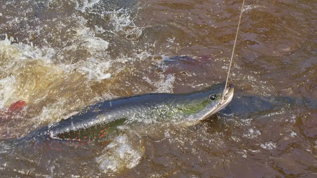 Captura esportiva de um pirarucu na Amazônia.
