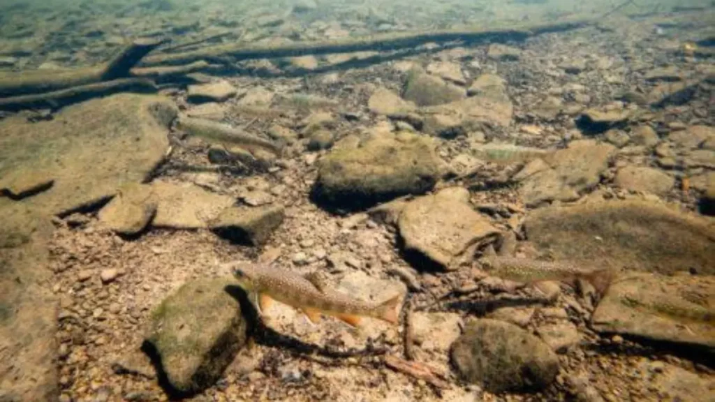 Peixe-porquinho no Rio Paraná.