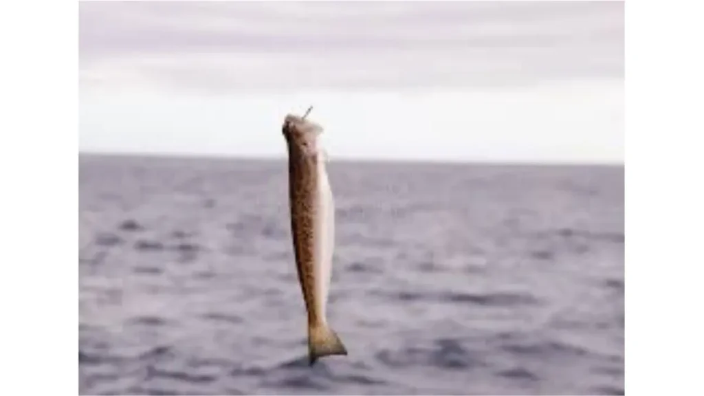 Técnicas com iscas vivas: quando elas fazem diferença na pesca. 2 Técnicas com iscas vivas