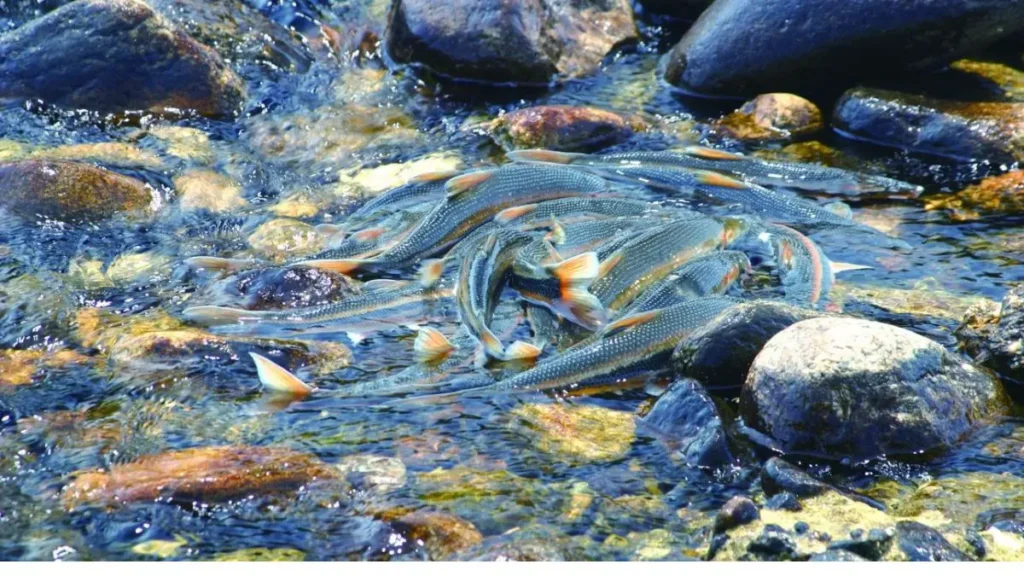 Reprodução do peixe porquinho em ambiente fluvial