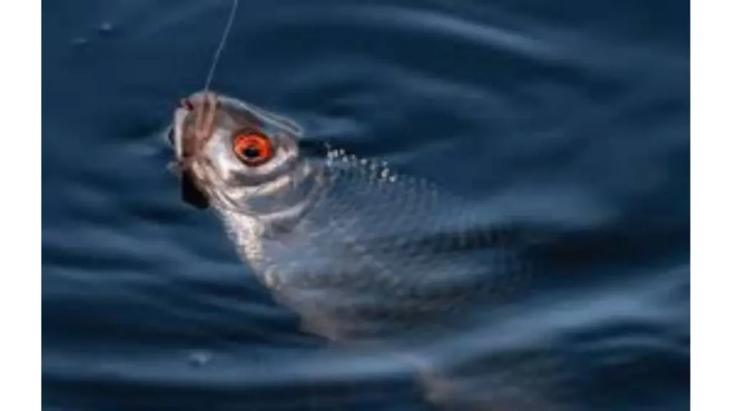 7 sinais que revelam onde os peixes atacam iscas naturais. 2 Sinais que revelam onde os peixes atacam iscas naturais.