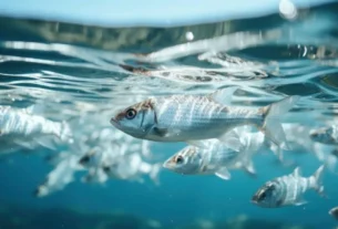 Sinais de peixes se alimentando na superfície da água em represa