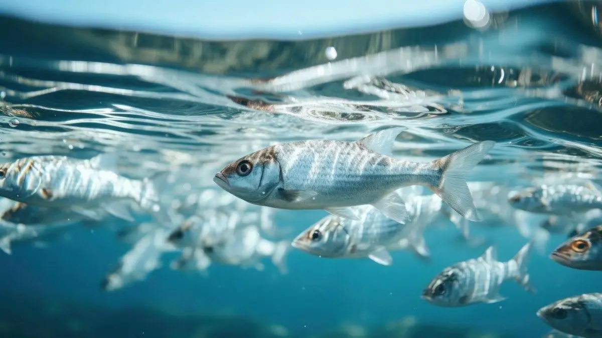 Sinais de peixes se alimentando na superfície da água em represa