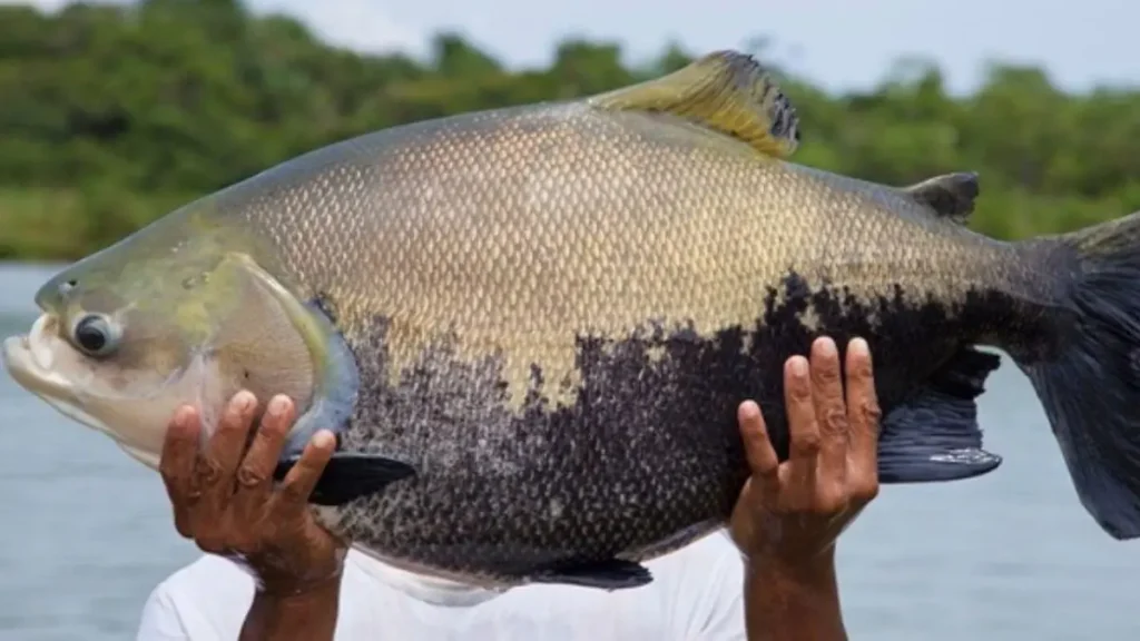 Tambaqui capturado na pesca esportiva mostrando as principais características para identificação em águas brasileiras.